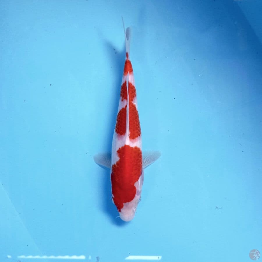kohaku, 22 cm