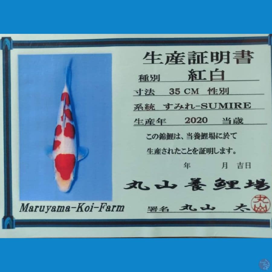 KOHAKU MARUYAMA FARM
