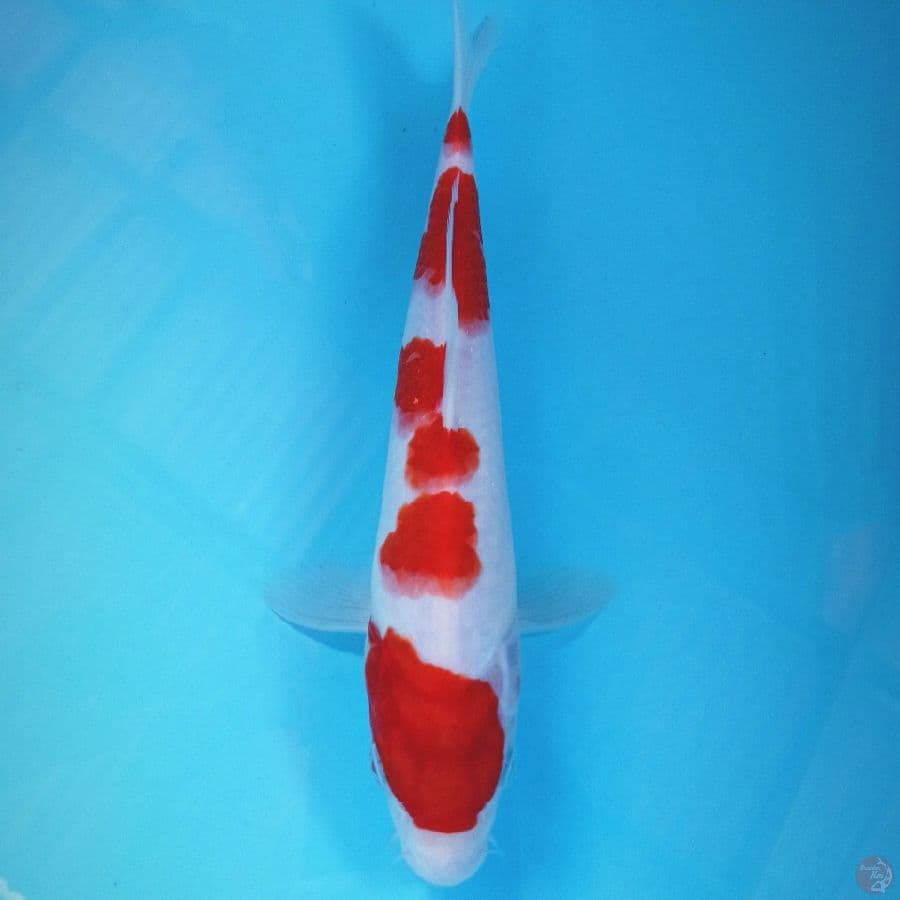 kohaku, 25 cm