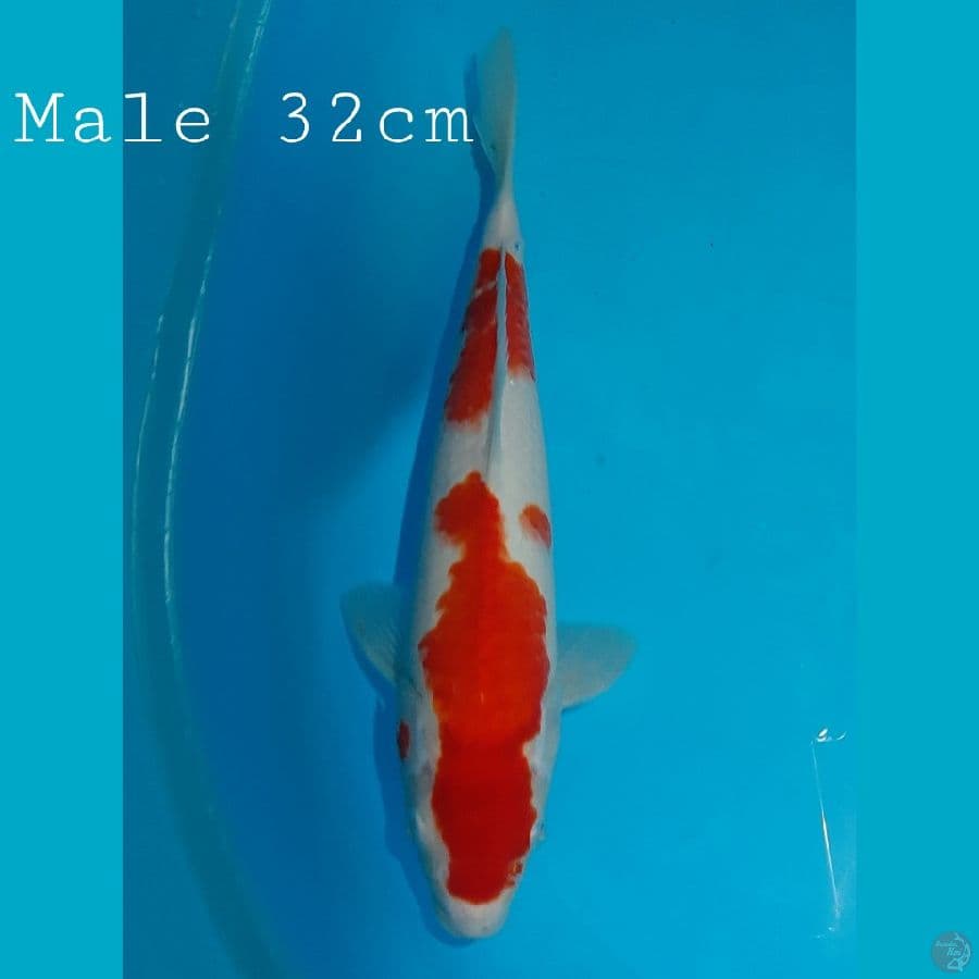 Male Kohaku 32cm