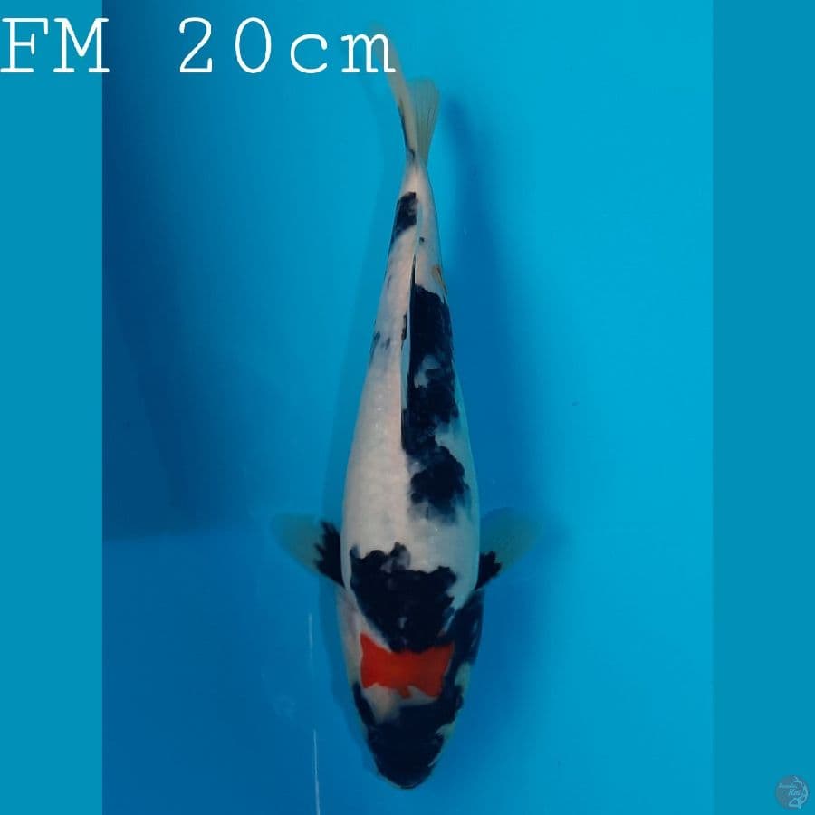 Shiny Bulky Fm20cm