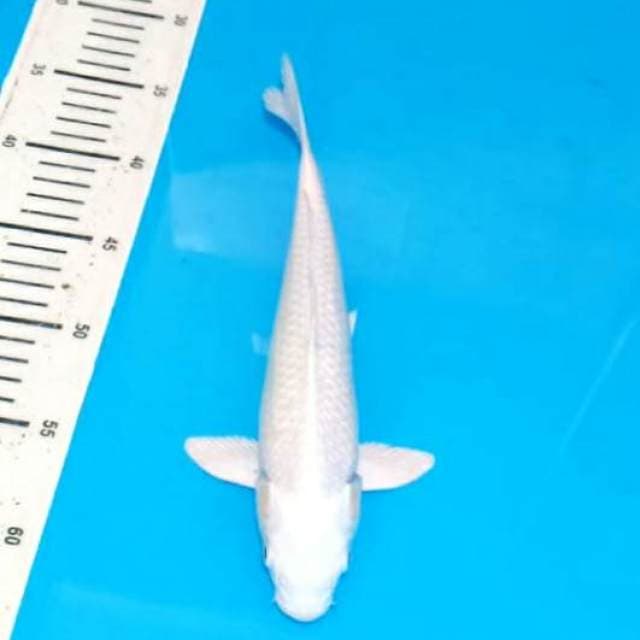 Putih salju bersih 28cm