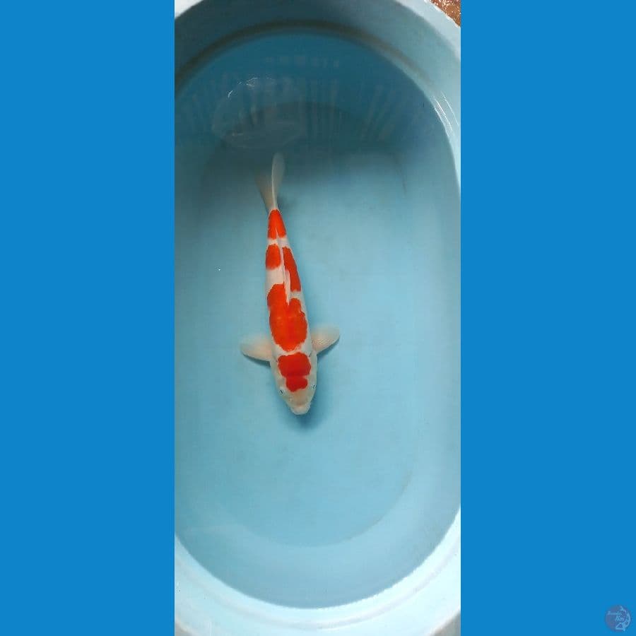 kohaku 41cm