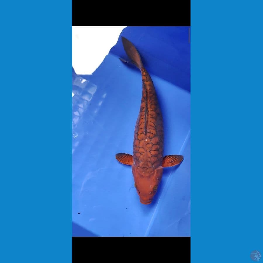 Cagoi 43 cm