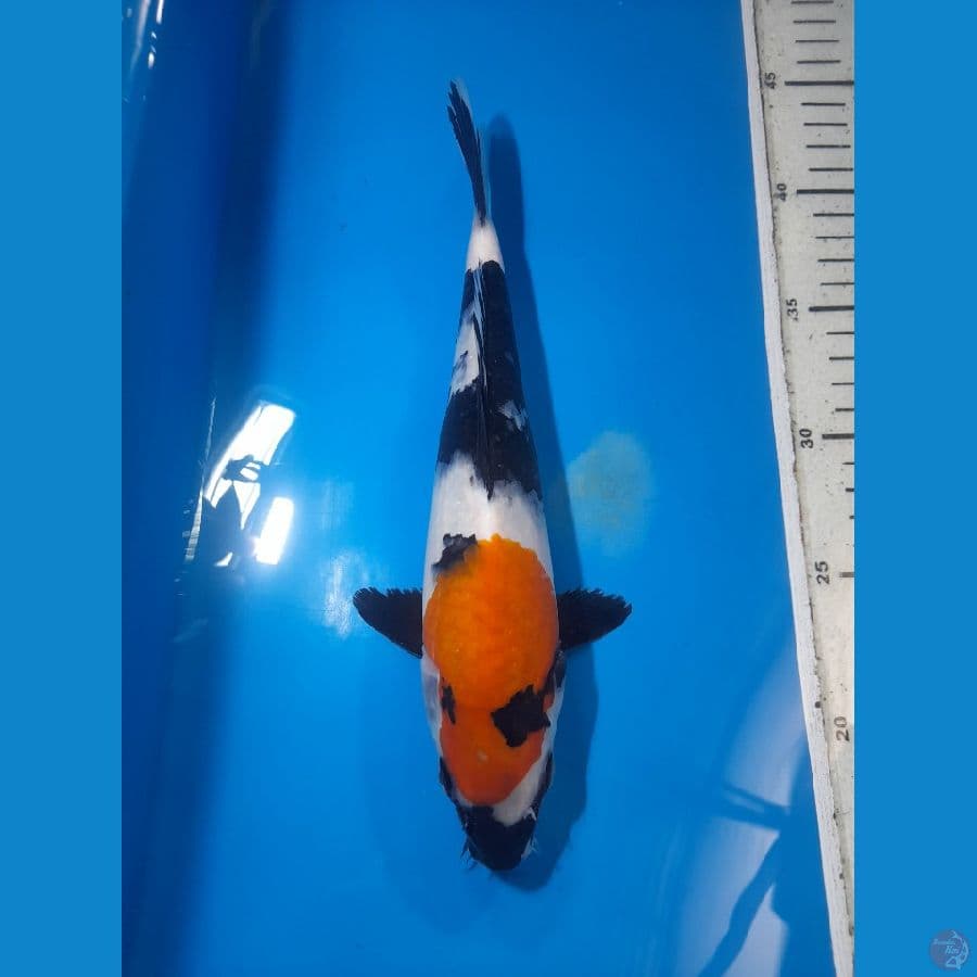 showa 25 cm