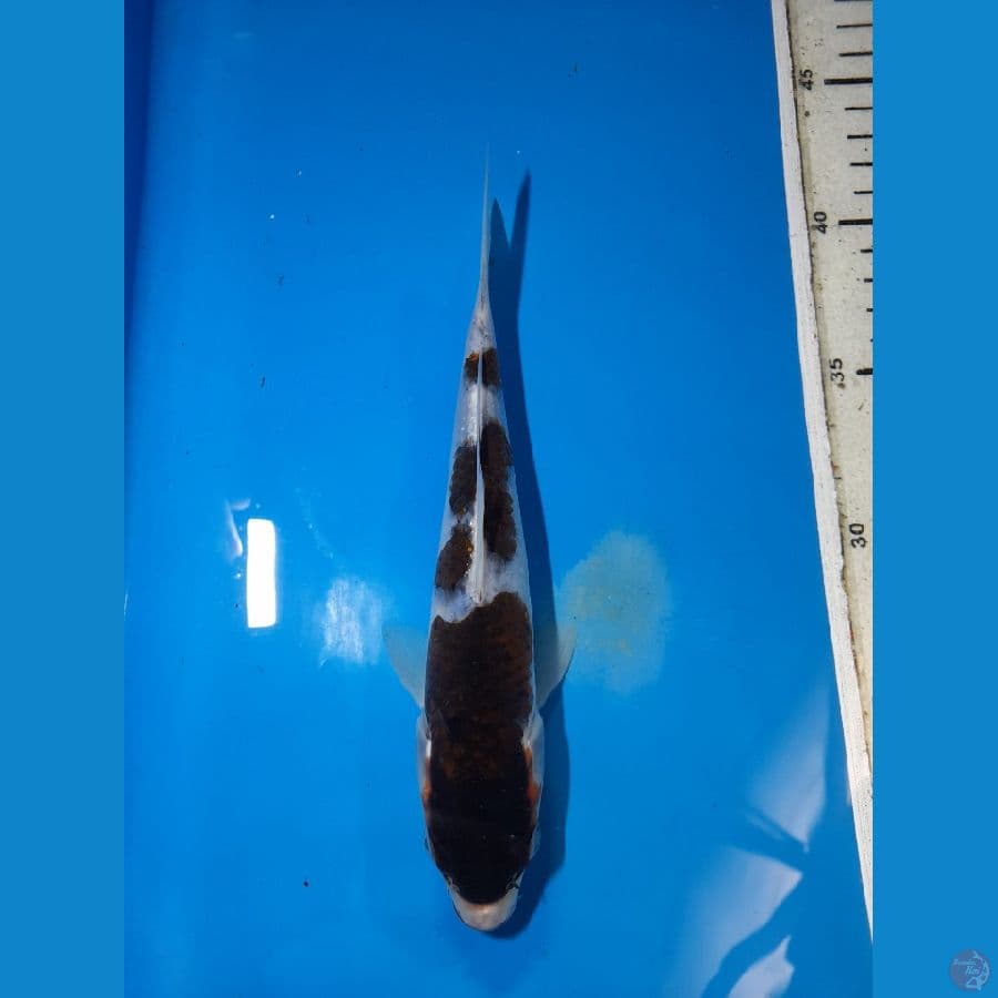 goromo 20 cm