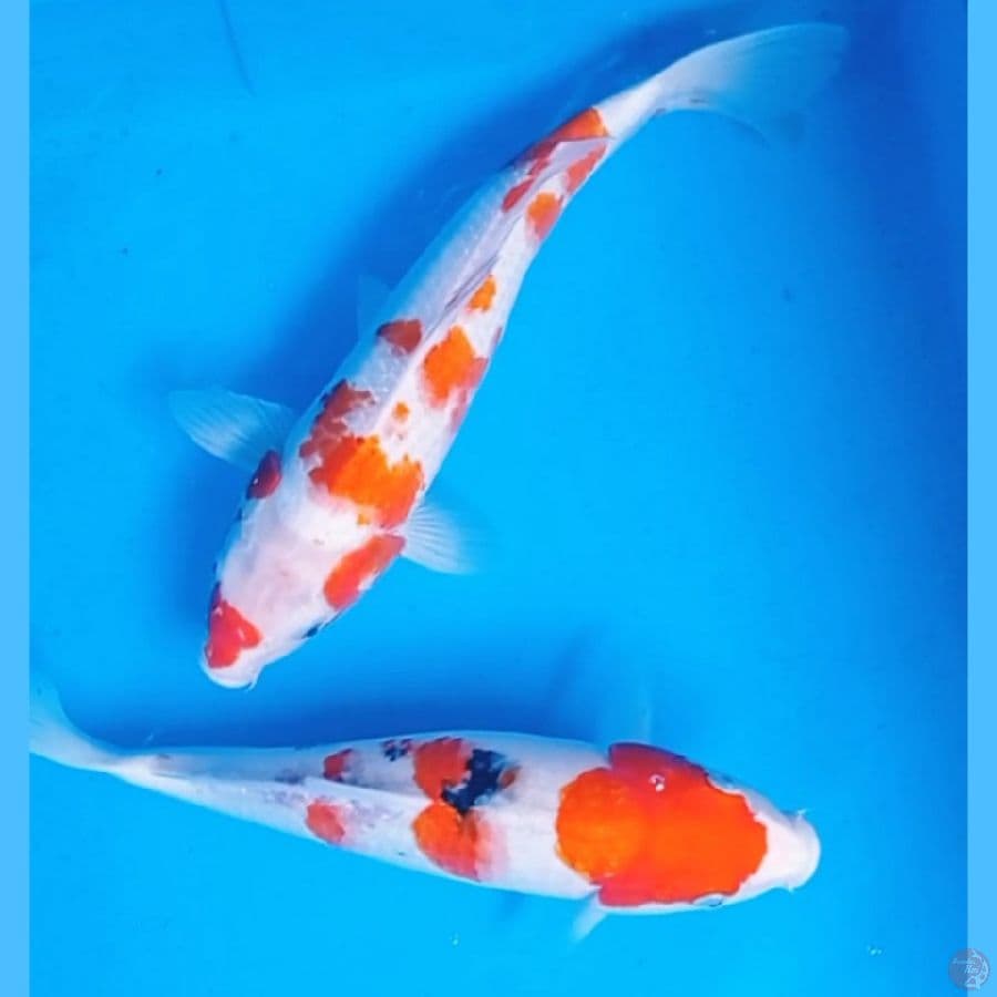 Mix, Kohaku Sanke