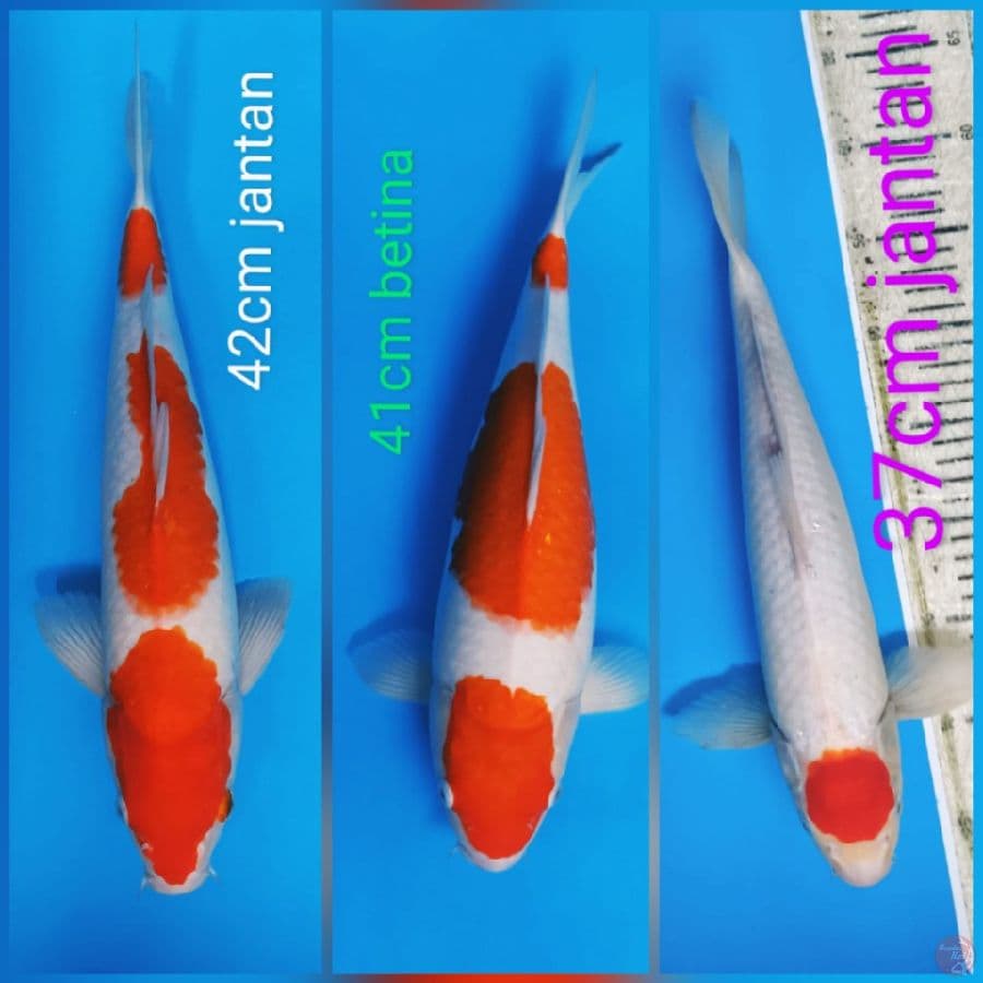 Kohaku Jumbo strong