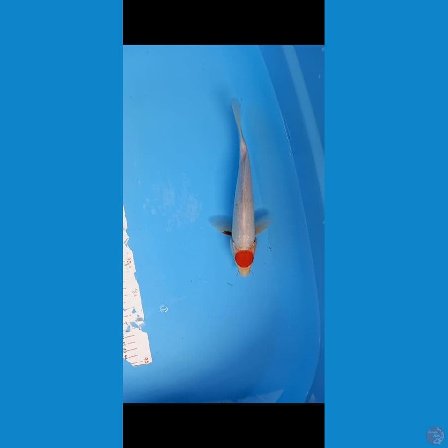 tanco showa 26 cm cat kering