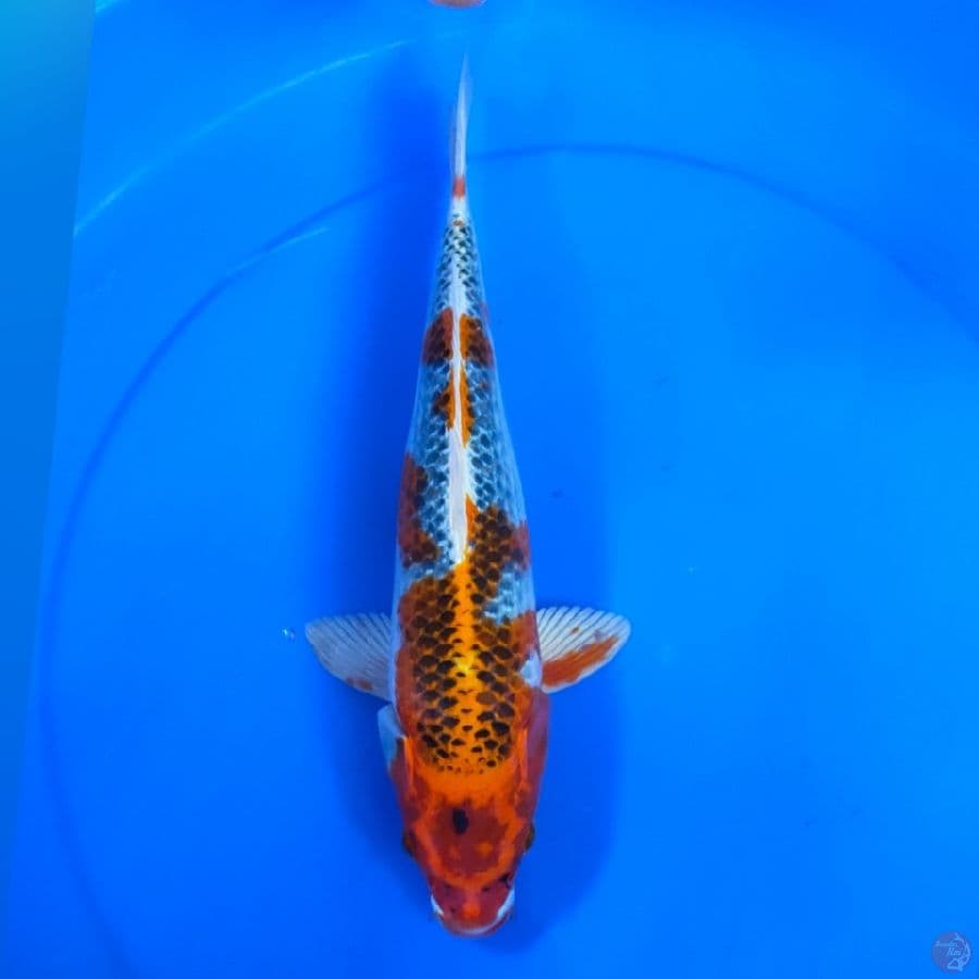 kujaku 32cm