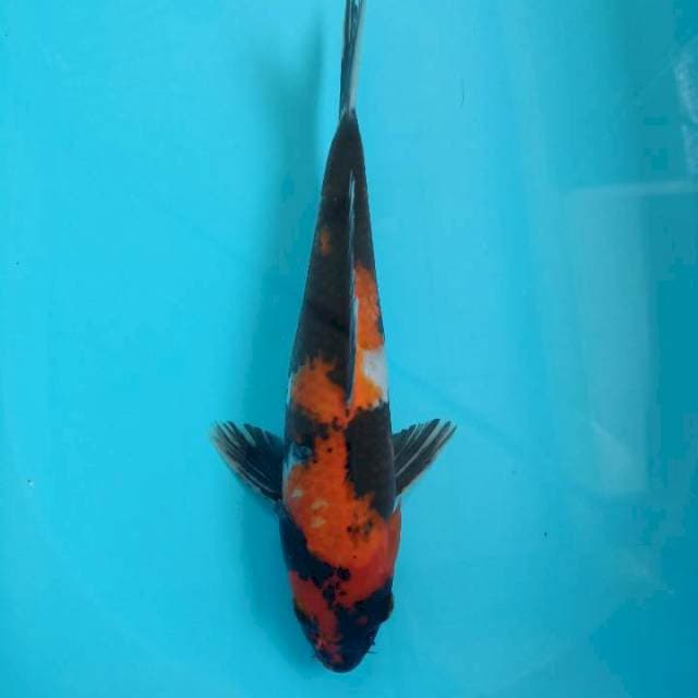 Showa 32cm