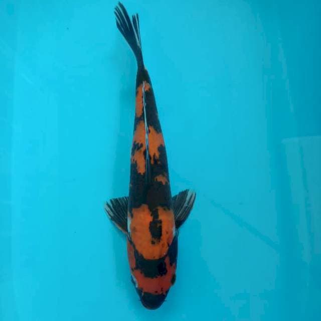 Showa 35cm