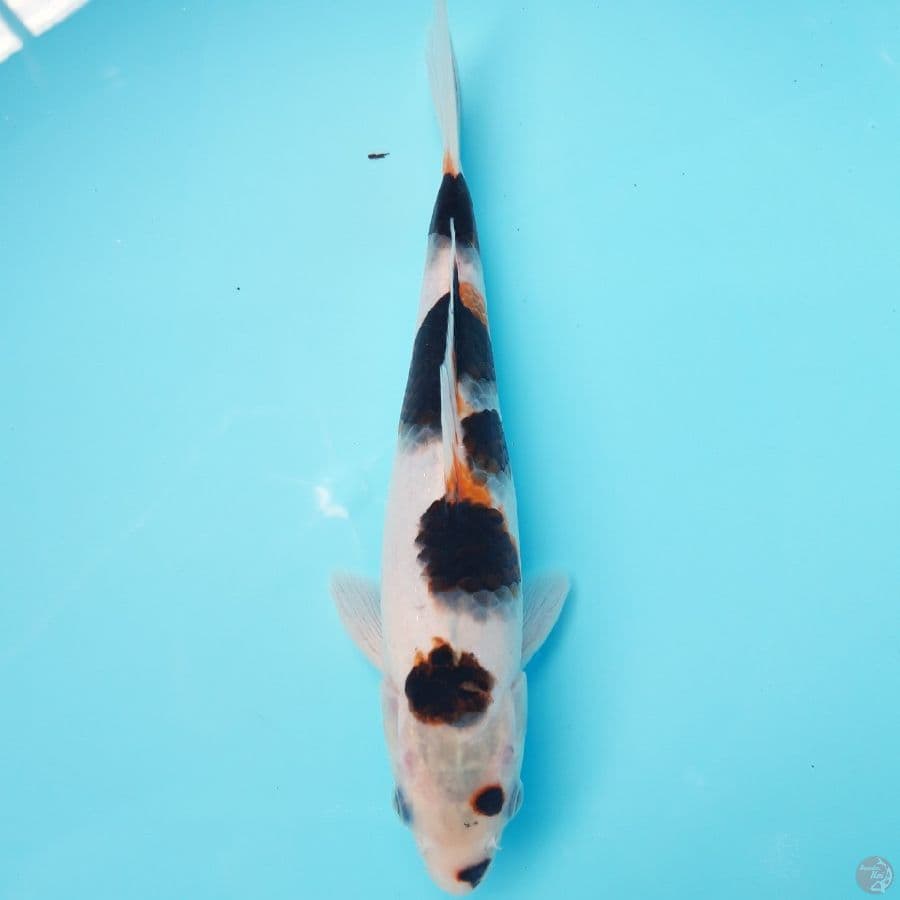 Goromo Polkadot 24cm