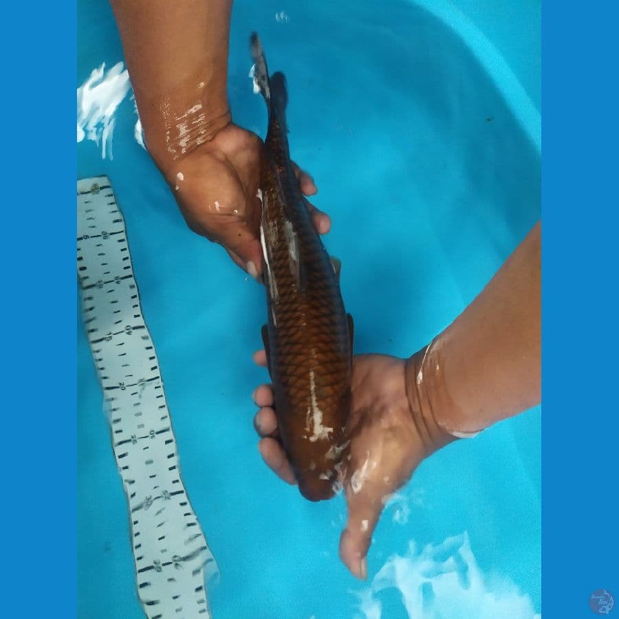 chagoi tembaga