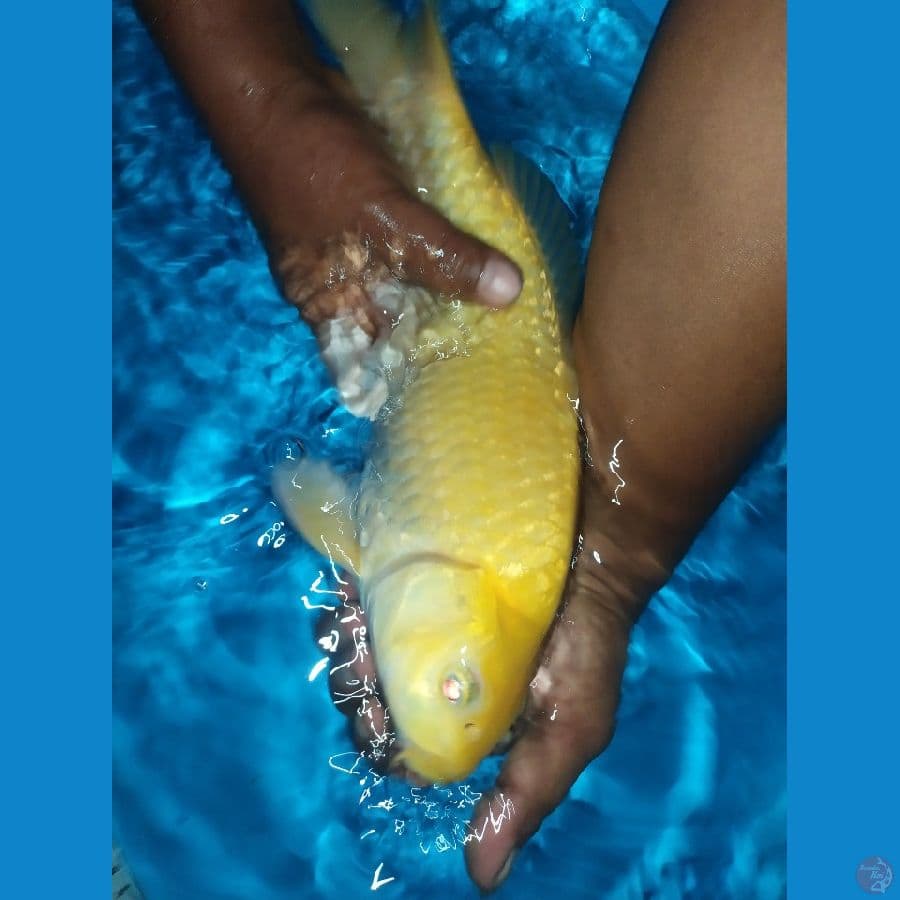 karasi mata merah