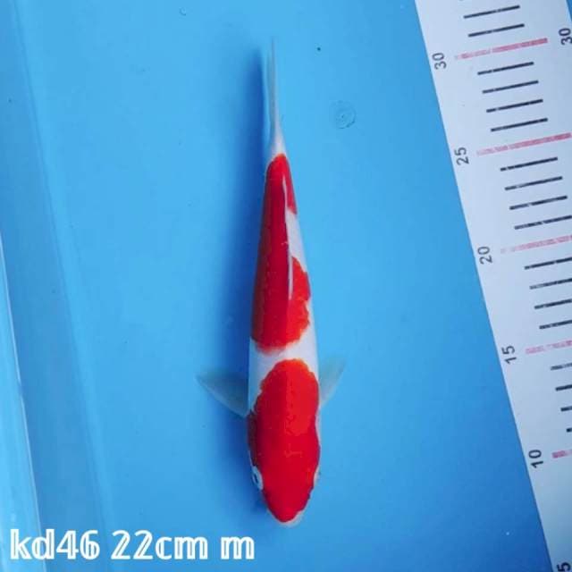 kohaku