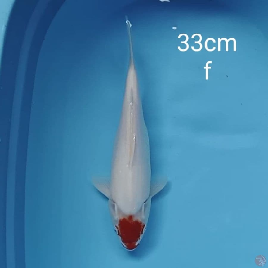Tancho kohaku original 33cm