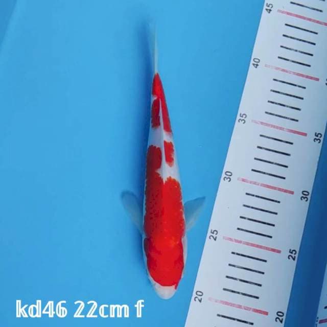 kohaku
