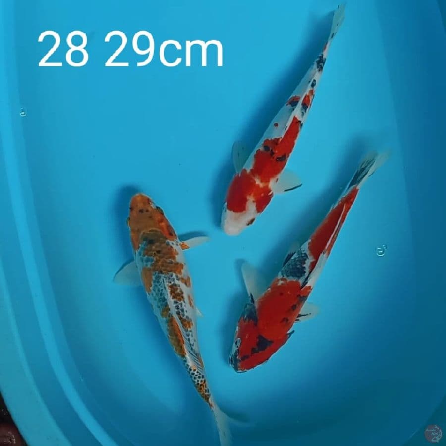 mix 28 29cm