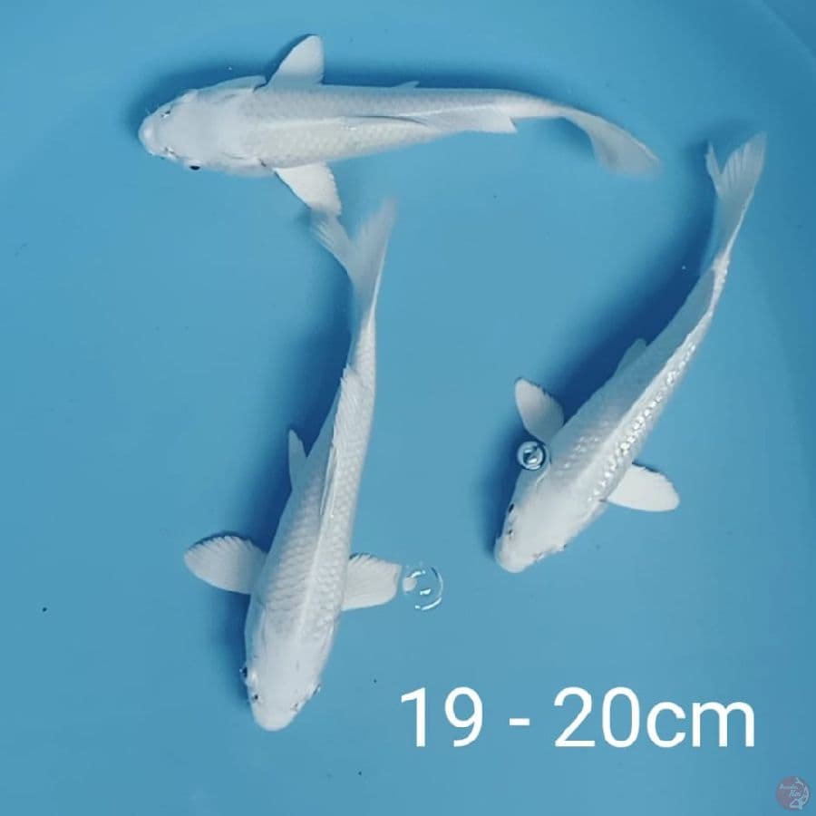 platinum ginrin dan non ginrin 19 20cm