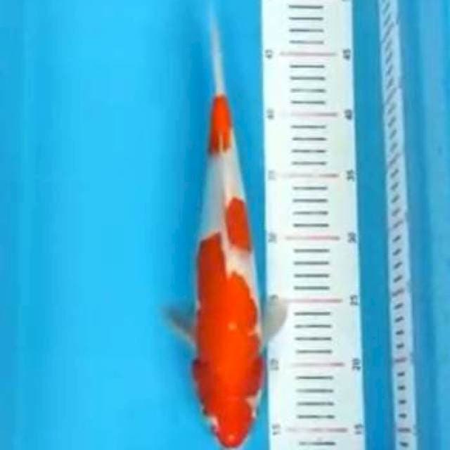 kohaku