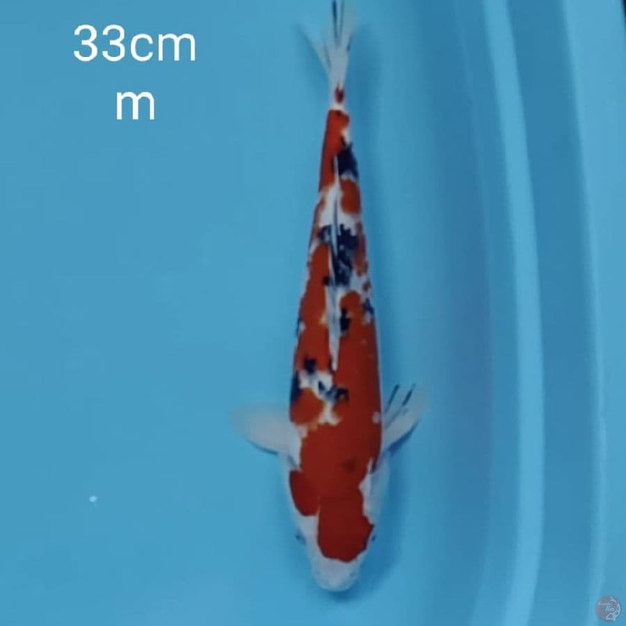 original sanke 33cm