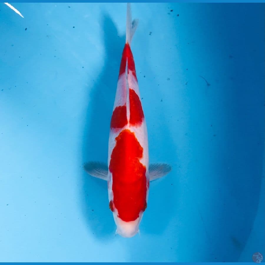 kohaku, 24 cm