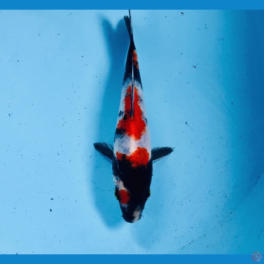 showa, 17 cm