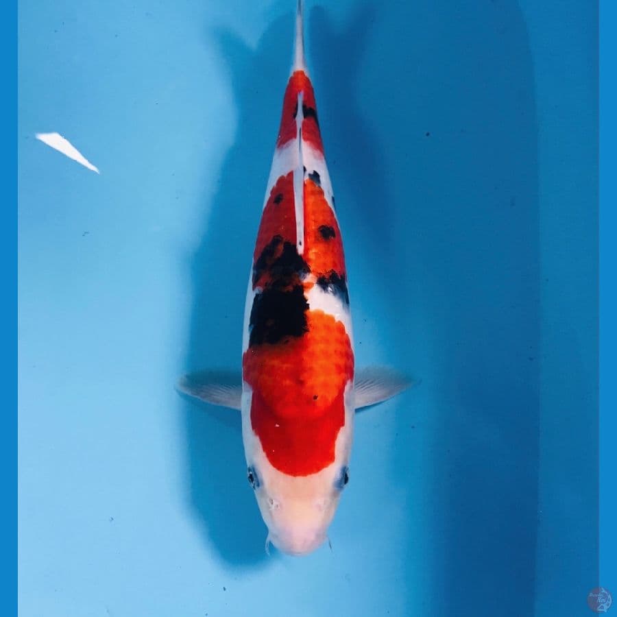 sanke, 30 cm