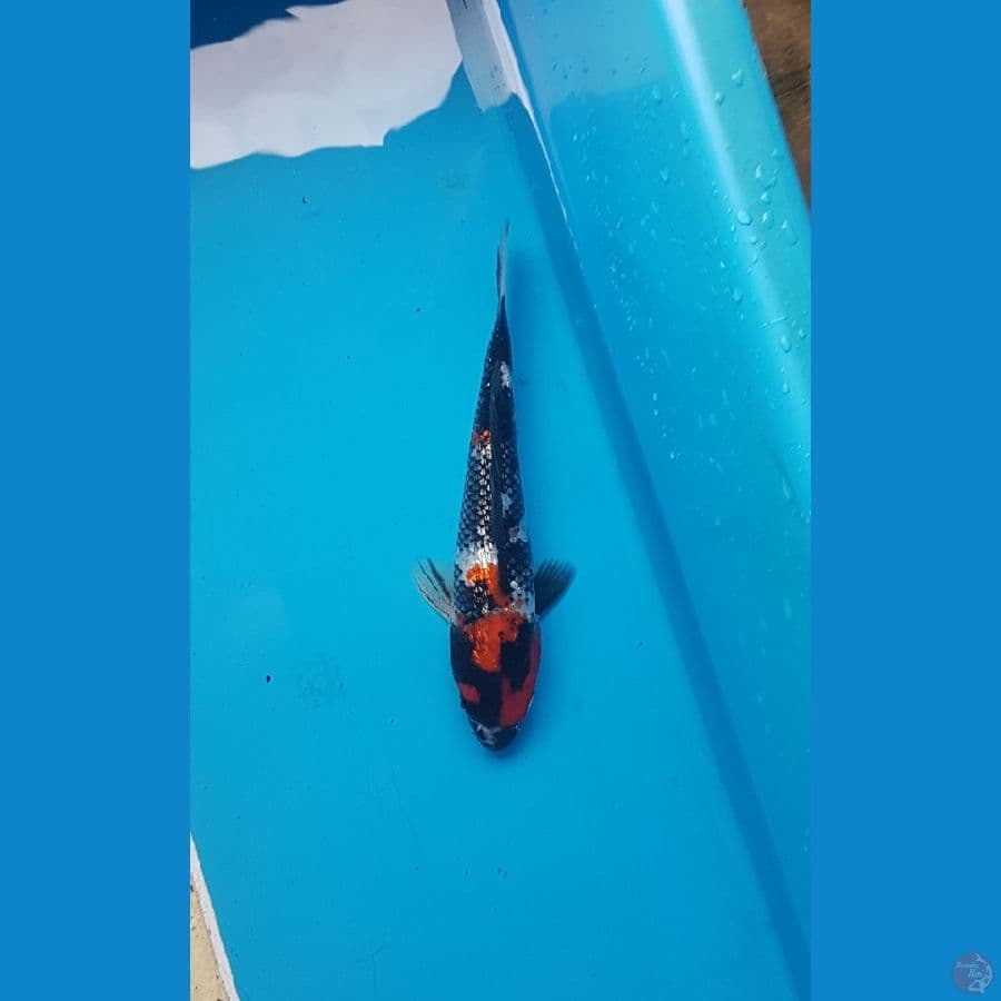 showa ginrin 21cm