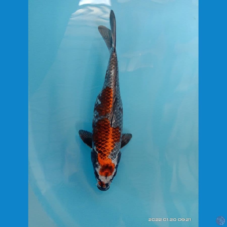 kojaku gingga 30 cm