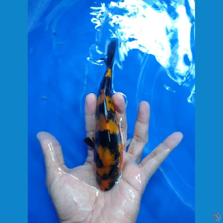 Hishowa 17 cm