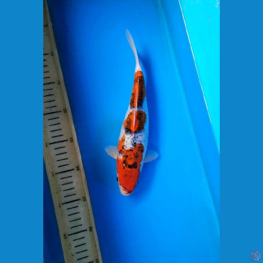 Goshiki 27cm