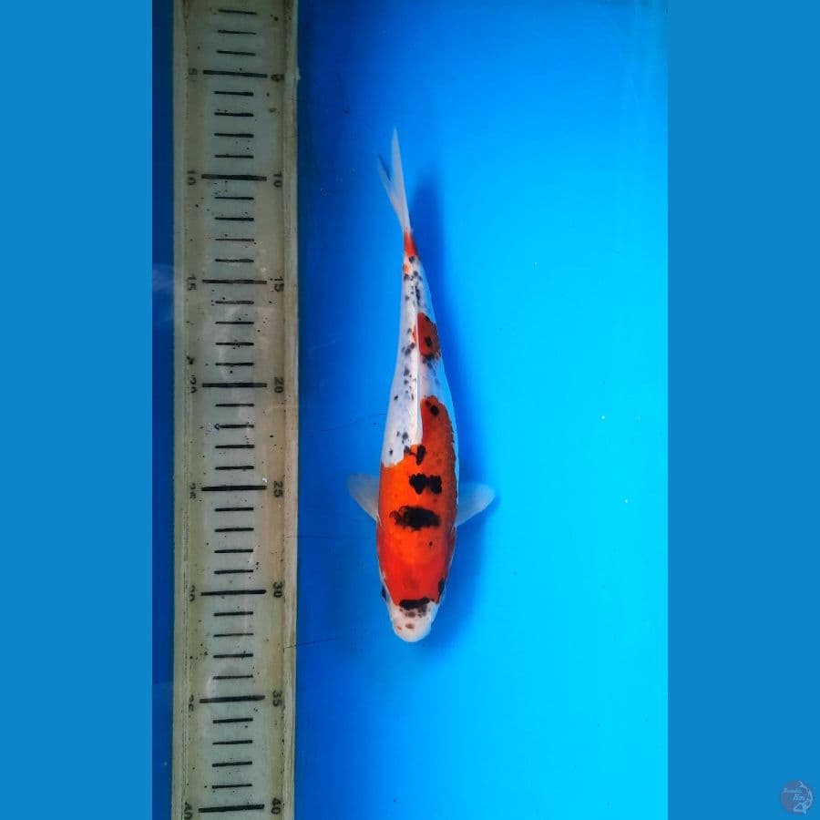 Goshiki 23cm