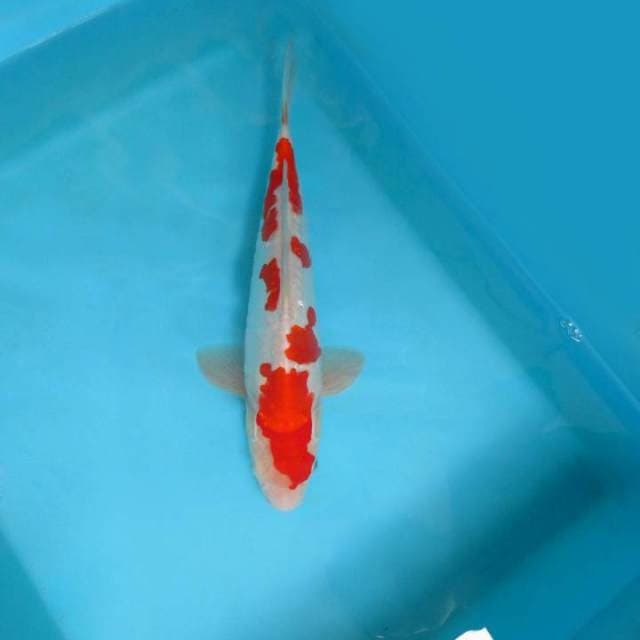 KOHAKU DOITSU ANTIQUE,-