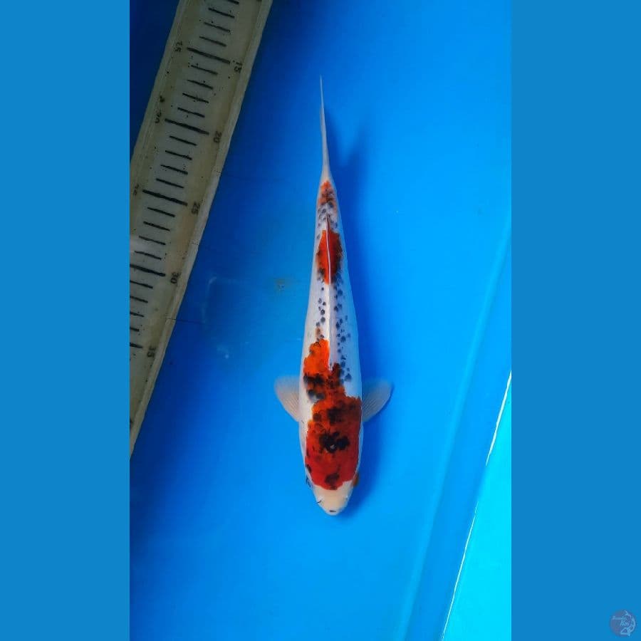 Goshiki 28cm