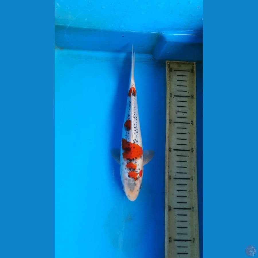 Goshiki 26cm