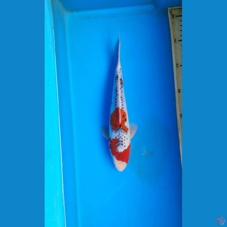 Goshiki 25cm