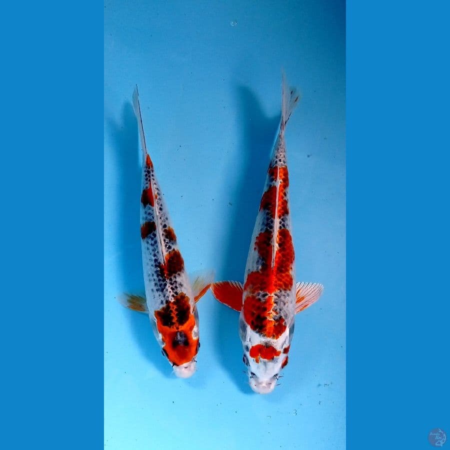 paket kujaku 23-26 cm