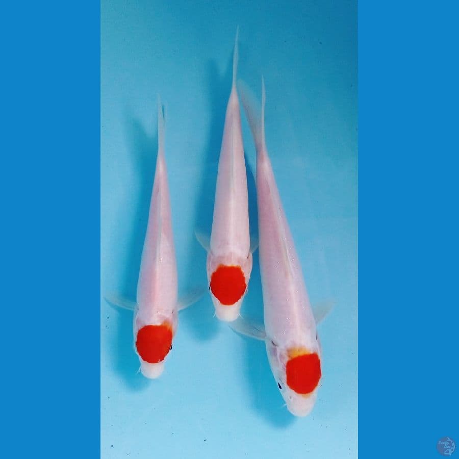 paket tanco 18-22cm