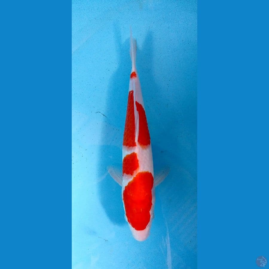 kohaku 27cm