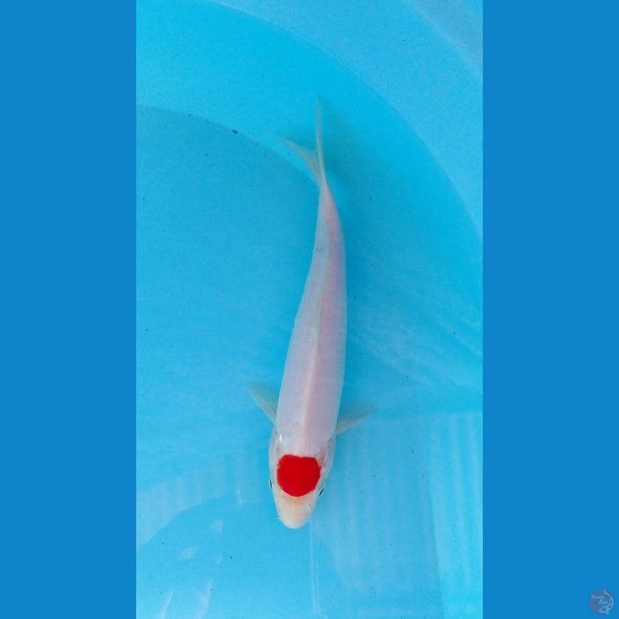 tanco 22cm