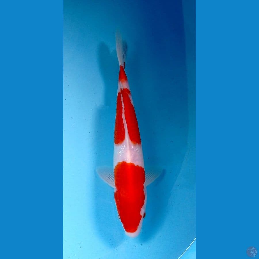 kohaku 23cm