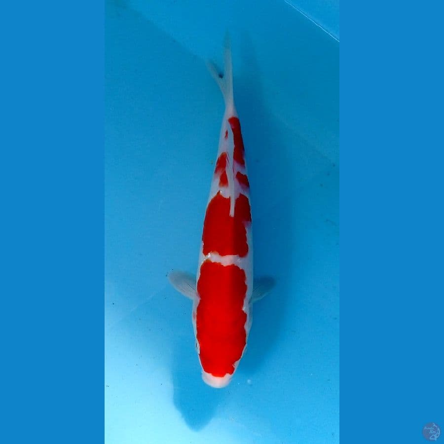 kohaku 23 cm