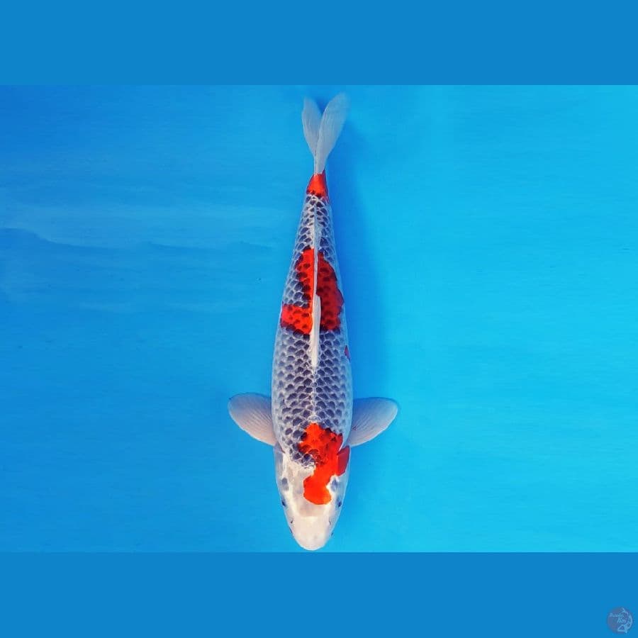 HIRO 5 - GOSHIKI 35 cm/male ®