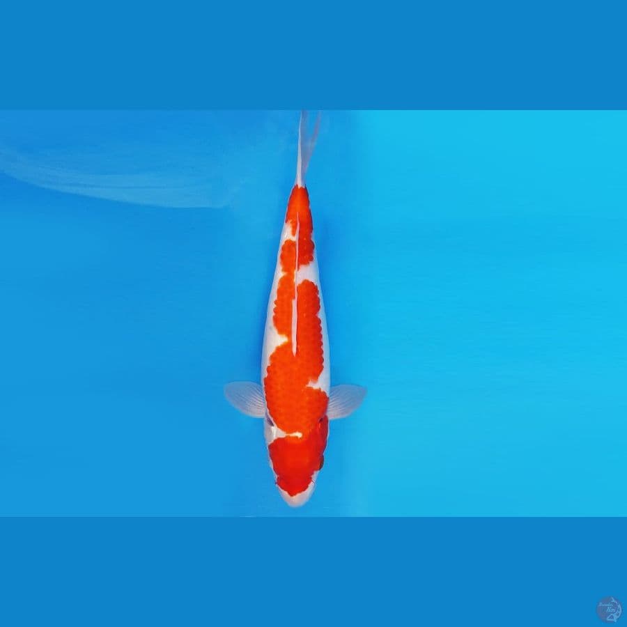 HIRO 9 - INAZUMA KOHAKU 36 cm/fm ®