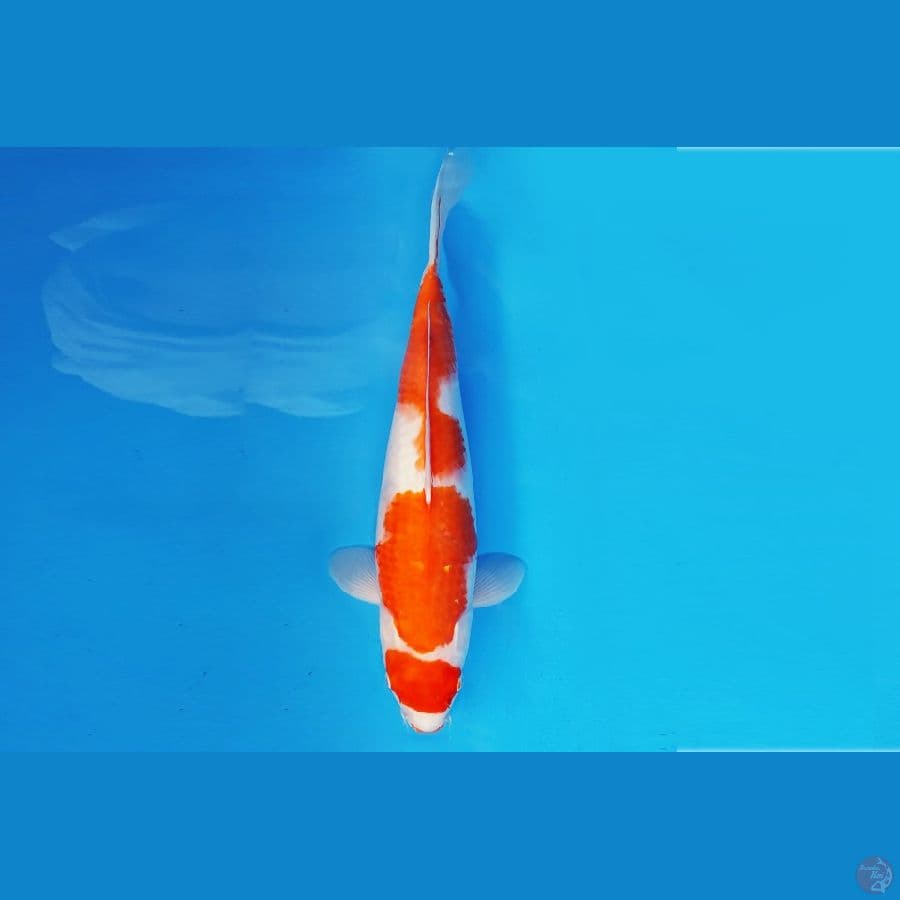 HIRO 16 - KOHAKU 37 cm/fm ®