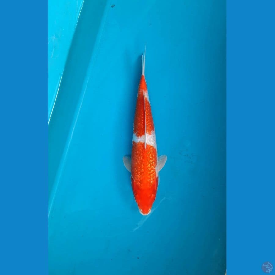 Kohaku ginrin 33cm F