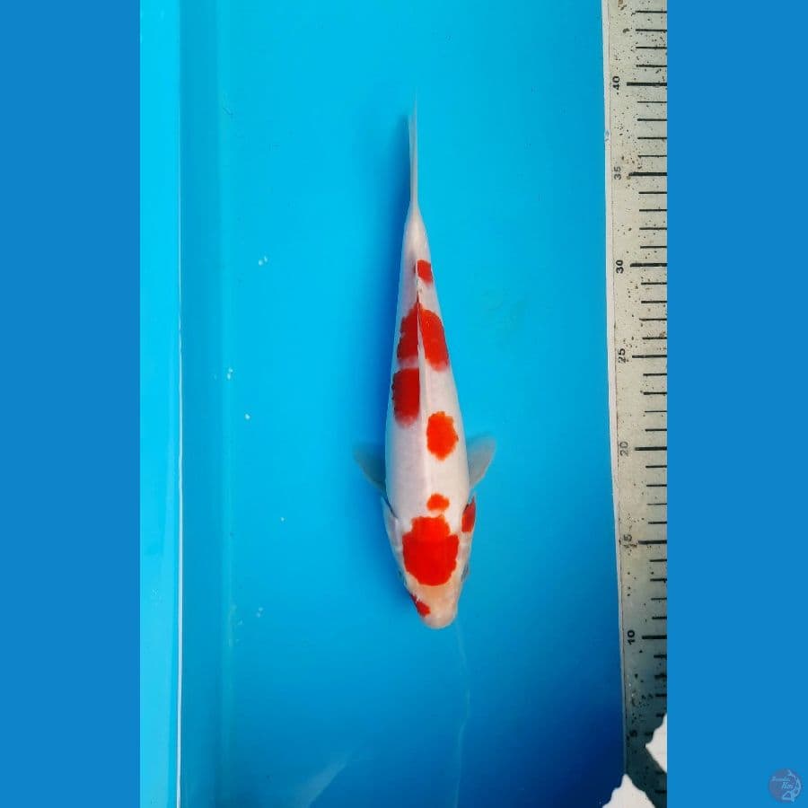 Kohaku 26cm
