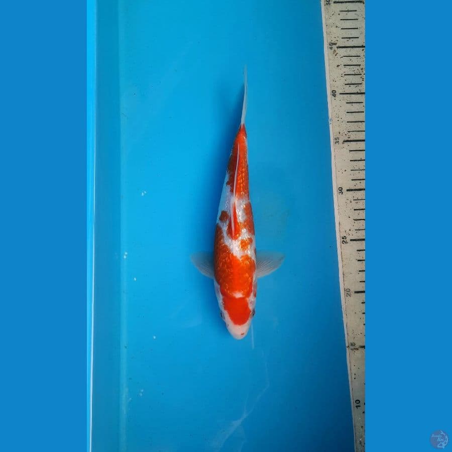 Kohaku ginrin 25cm